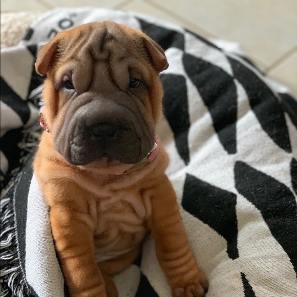 Meet your Posher, Ray - Picture 13 of 13